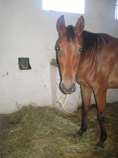 Weronka