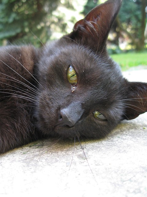 Moj kotek :*