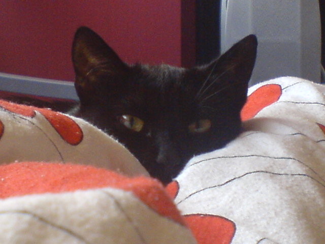 Jasper ;]