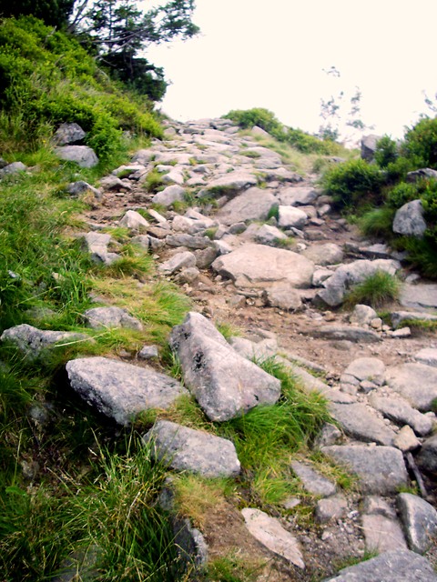 life'  track 