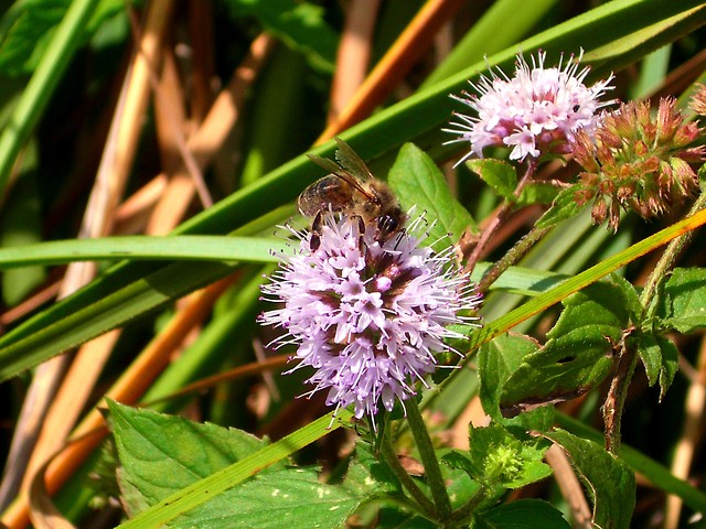 szkoa