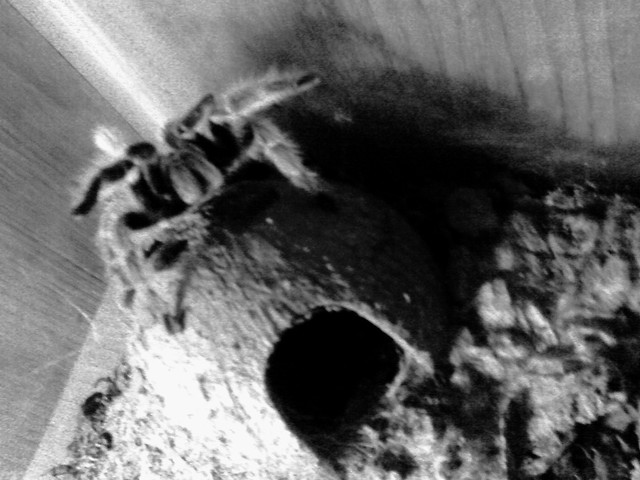 rosea