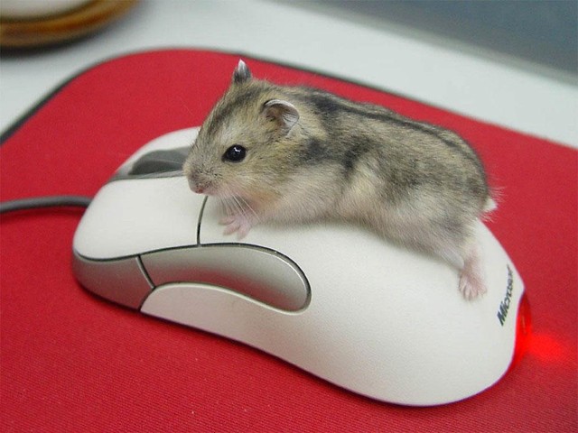 chomcio 