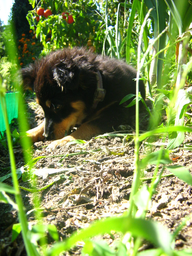 In Garden