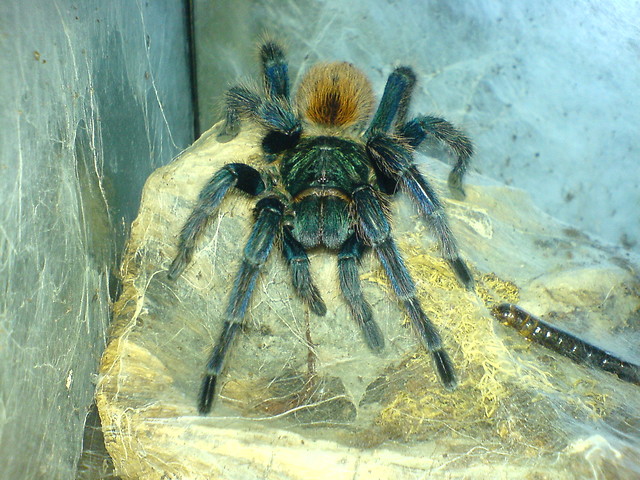 C. cyanopubescens 