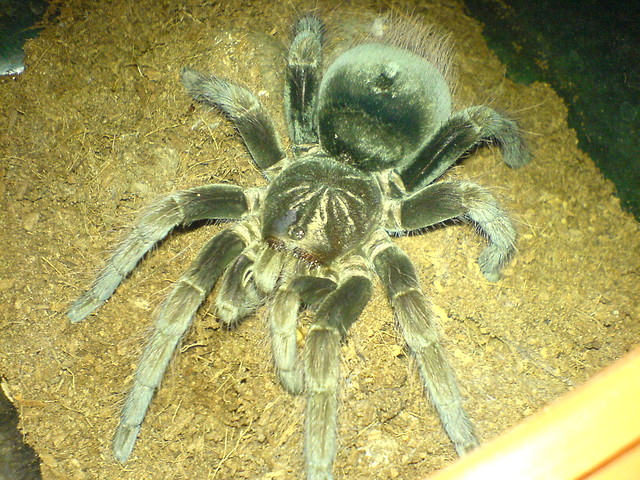 P. fortis