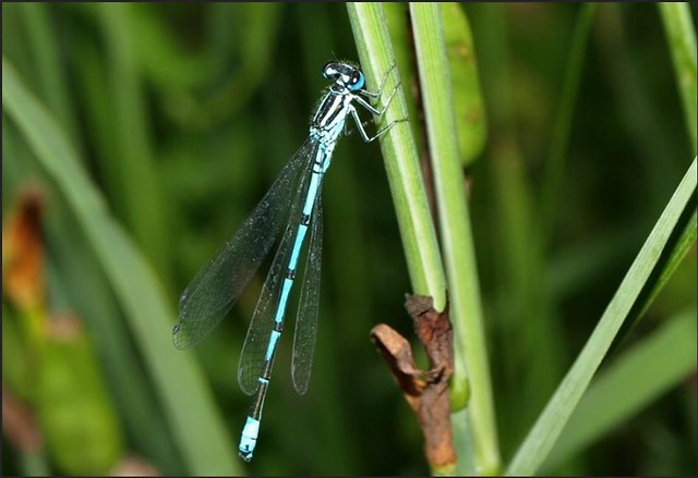 Waka