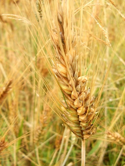 rajskie