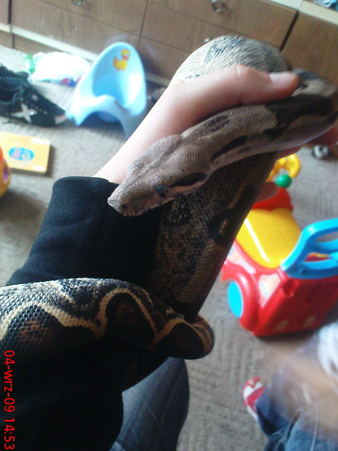 snake II