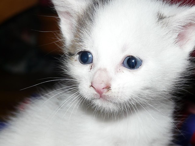 KooTu ;** 