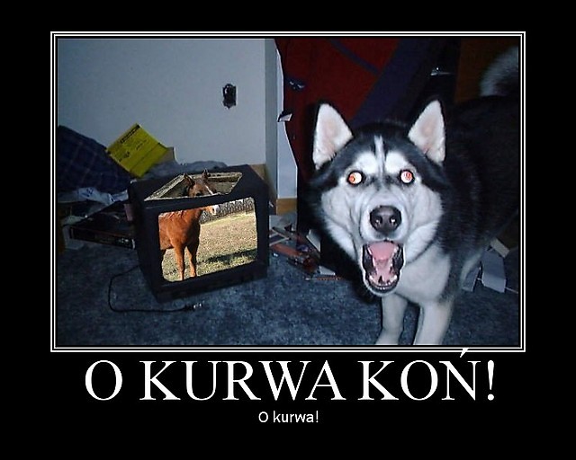 o kurwa!