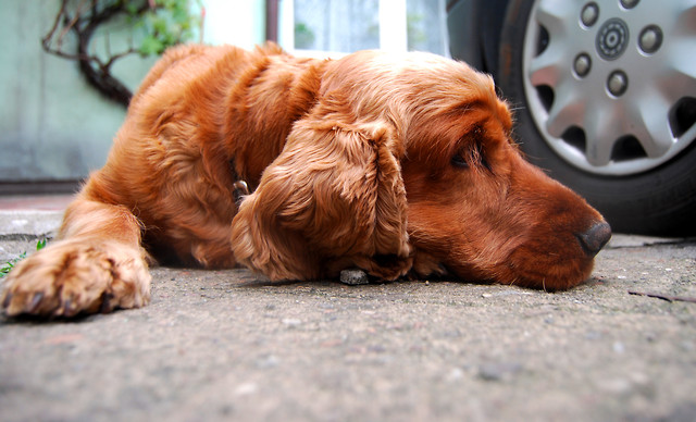 Scooby;**