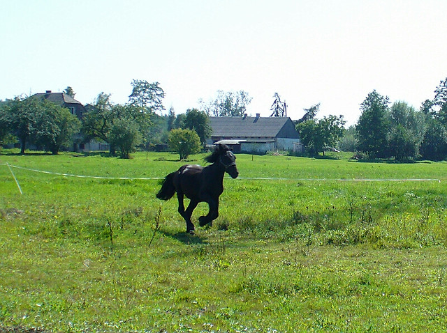 Prawie jak Seabiscuit...