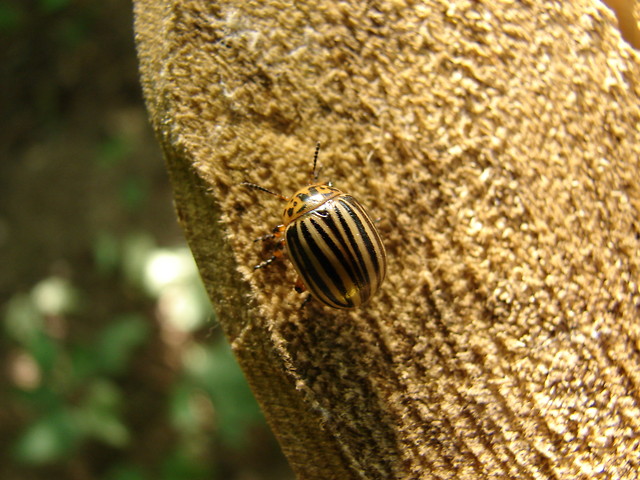Stonka
