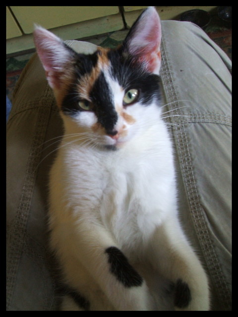 Kicia ;)