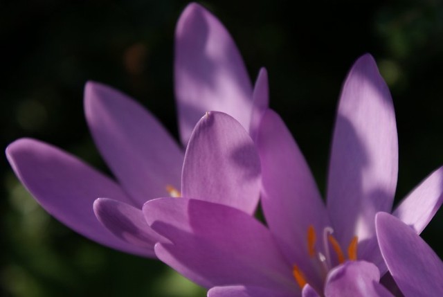 flower  power