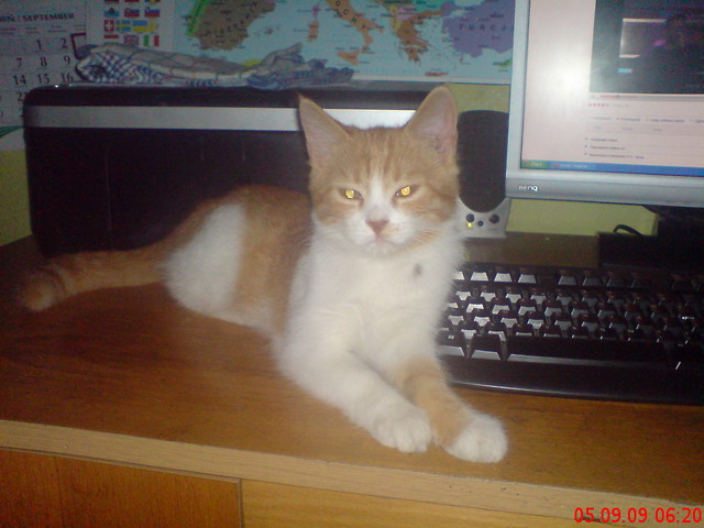 kiciaaaaaaaaaaaa:***************