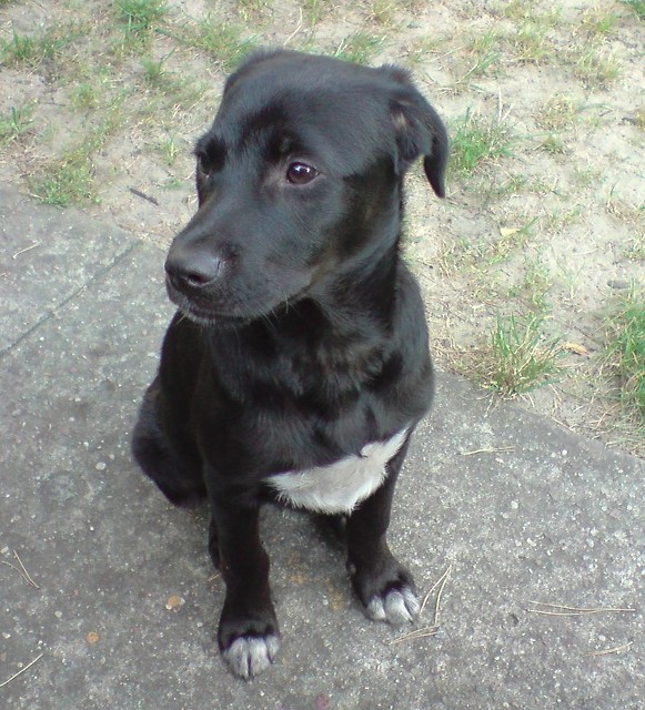 drago