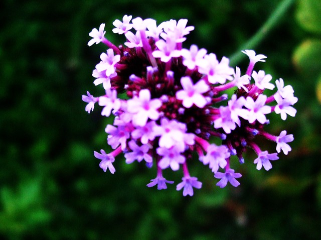 kwiatek.