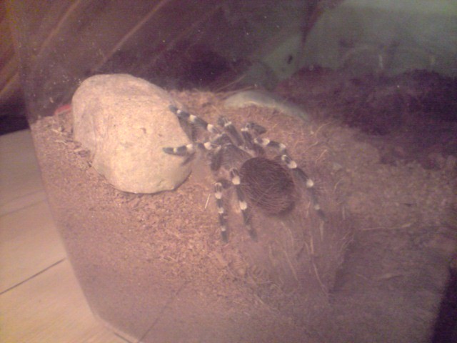 Gienia :)