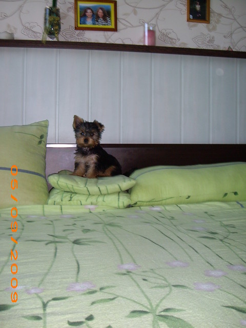moja ksiniczka
