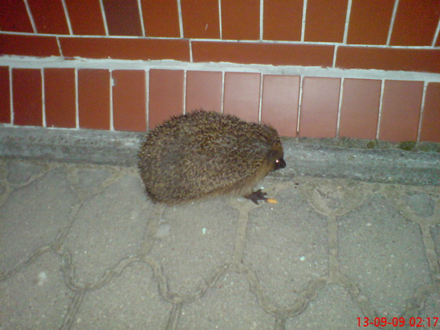 Szczur xD