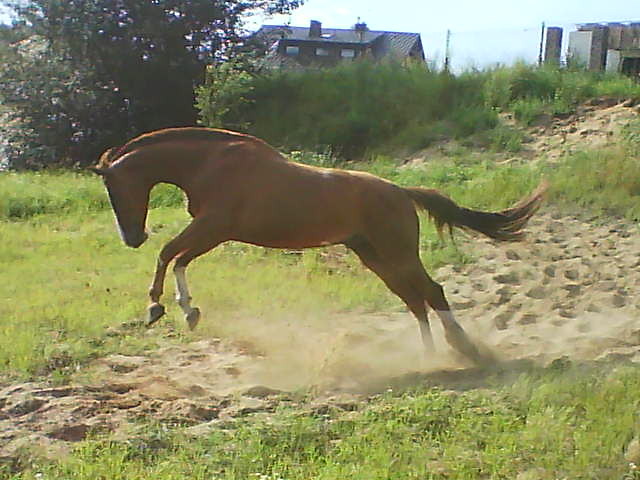 hoop !  