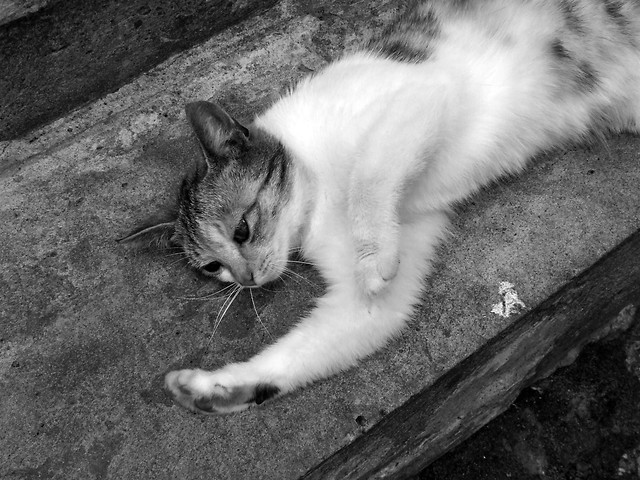 Koty...