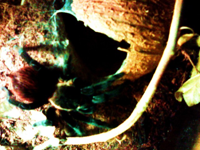 vagans L10