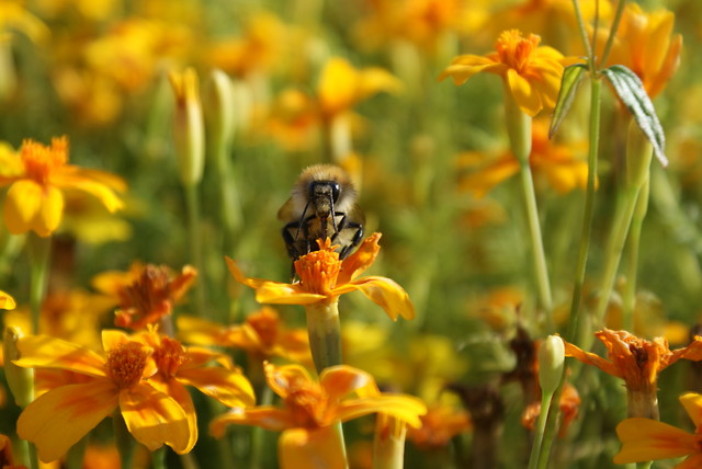 Find me in the flowers
