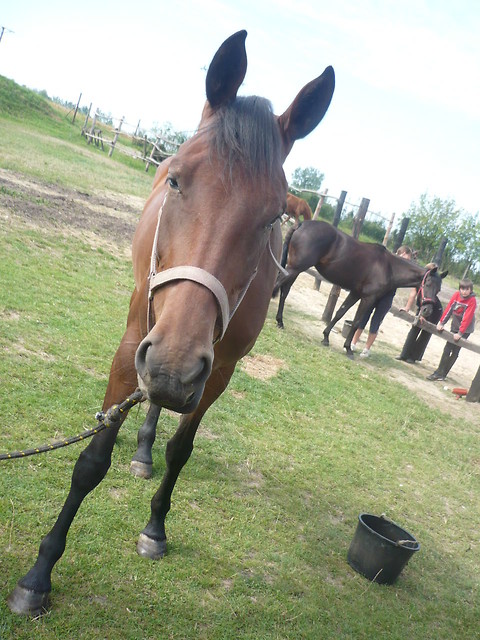 Harfa (sweet)