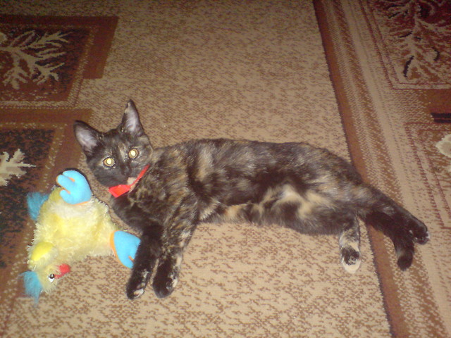 migotka