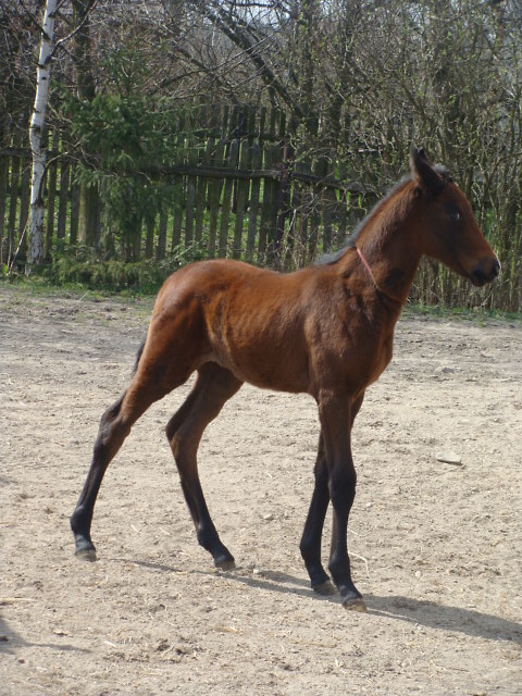 Harmonia vel Herbatka