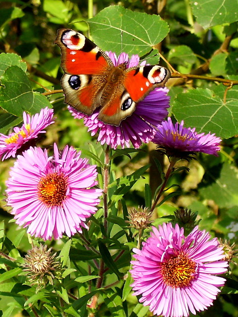 motyl . ^^