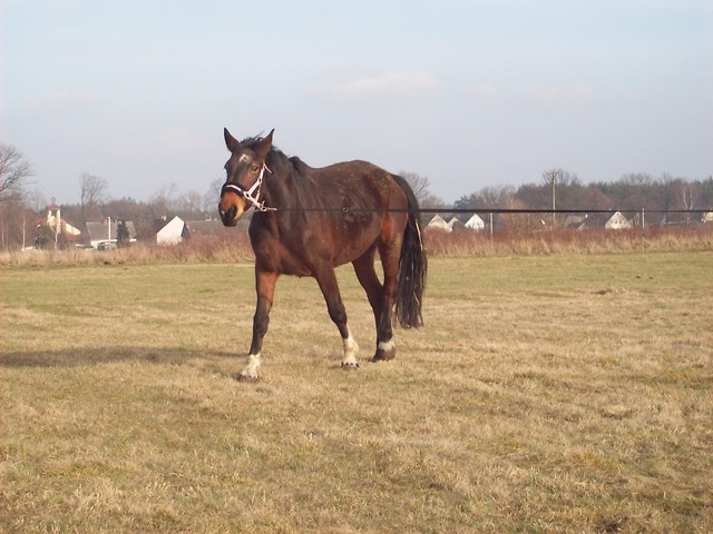 lonzowaniee