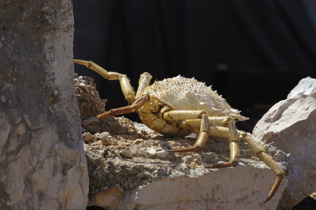 krab.