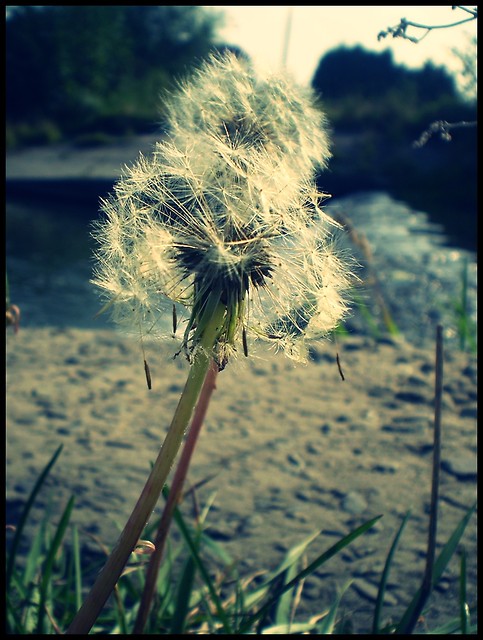 Dmuchawce, latawce, wiatr..