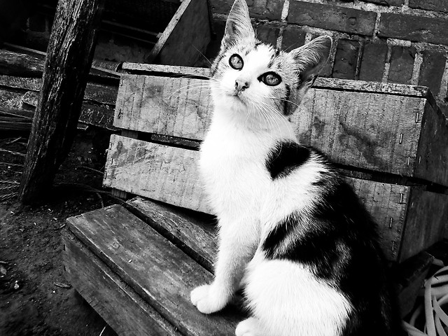 next Kat ;)