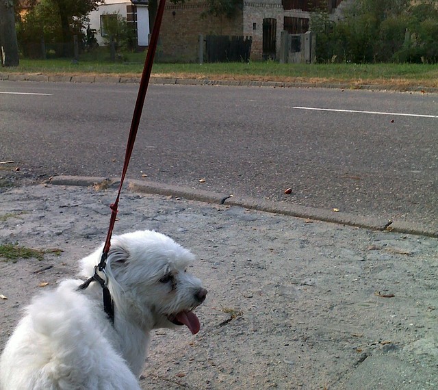 Zasady ruchu drogowego :P