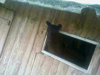 Lamus ;).