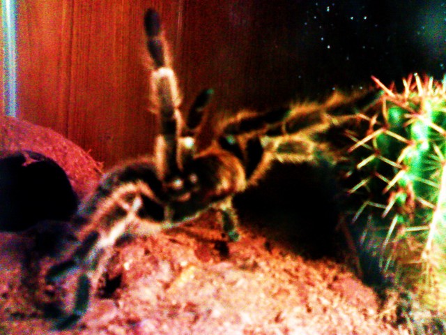 rosea
