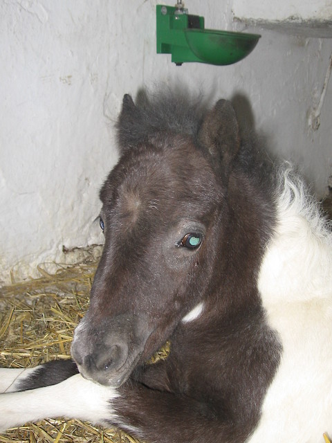 Dzidzia (sweet)