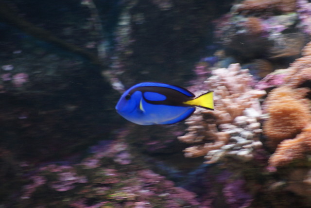 Nemo, gdzie jeste?