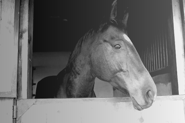 Dalba.