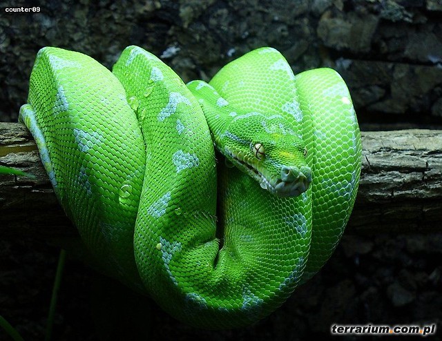snakeee