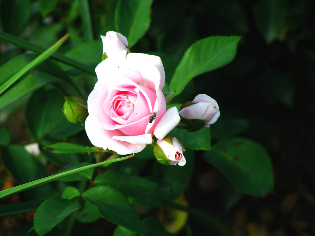 Grandma's garden II