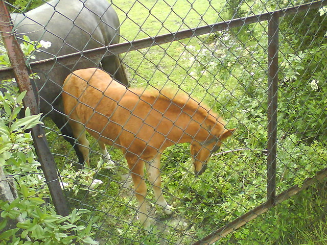 KONIK!