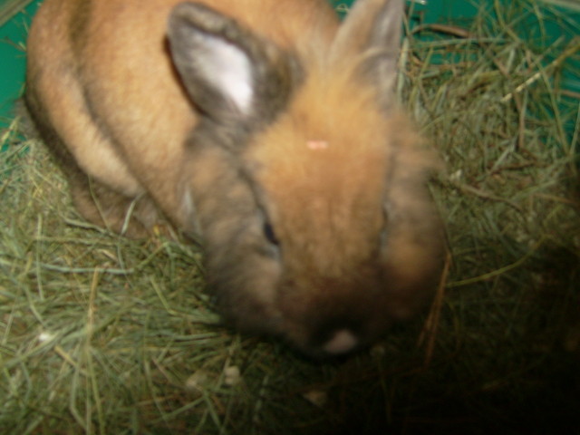 Plamus 