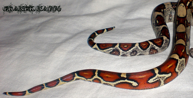 Ogonki Boa constrictor