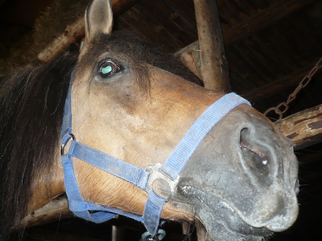 Pigwa :* 
